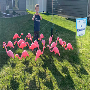 Flamingo Flock