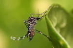 Yankton and Vermillion Continue to Battle Mosquitoes