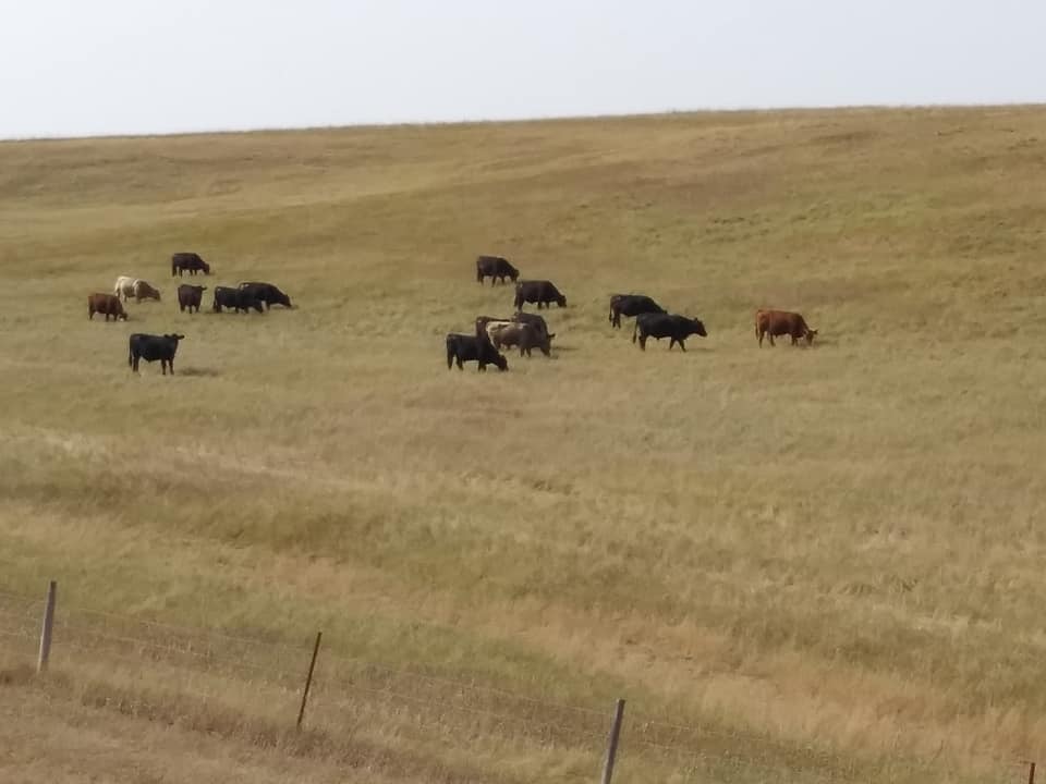 Producers Watching Impacts Of Heat On Livestock