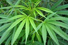 Medical Cannabis Bills Burn Up In Senate Committee Wednesday