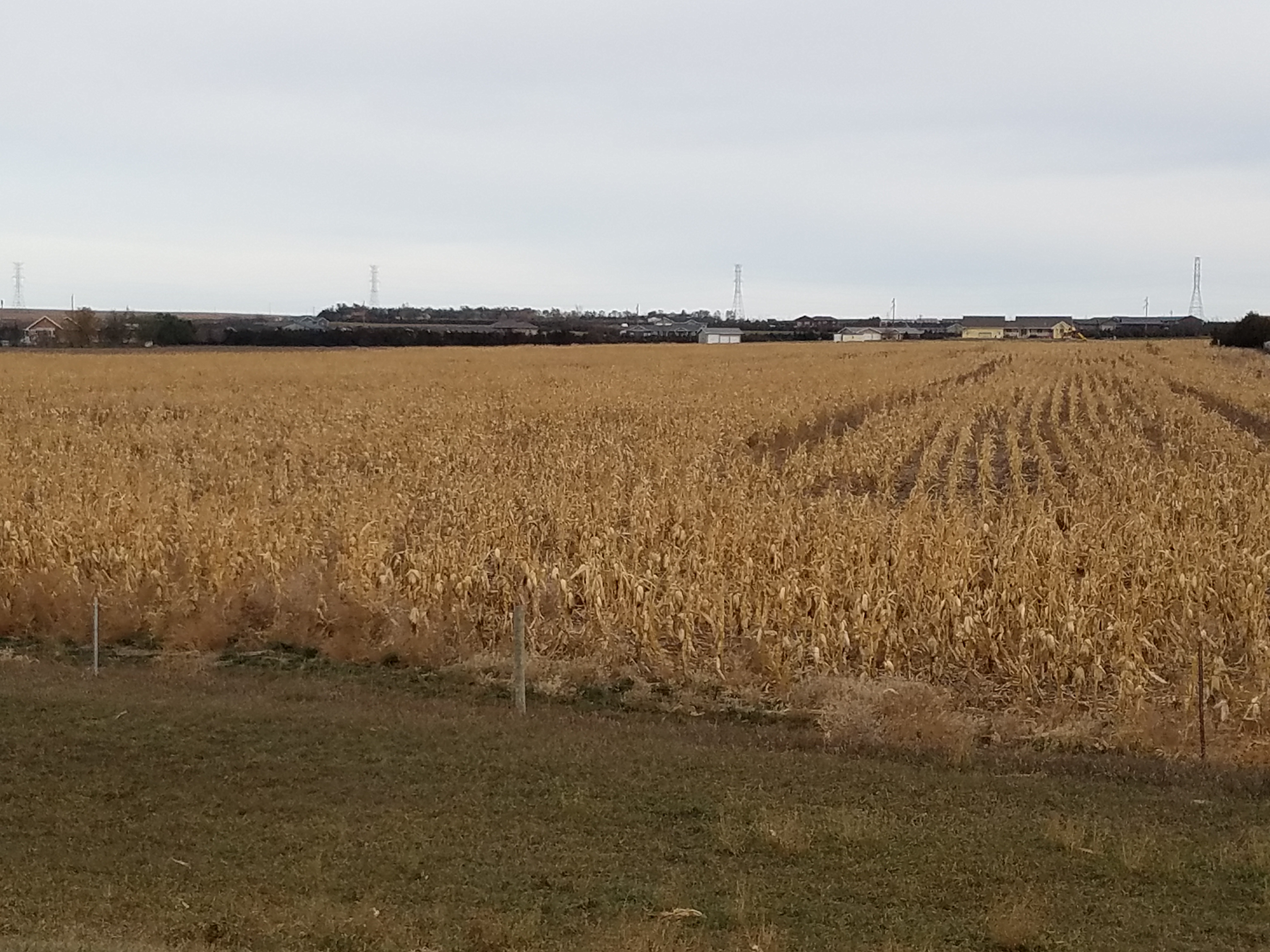 Small Grains Taking Biggest Hit From Drought Conditions