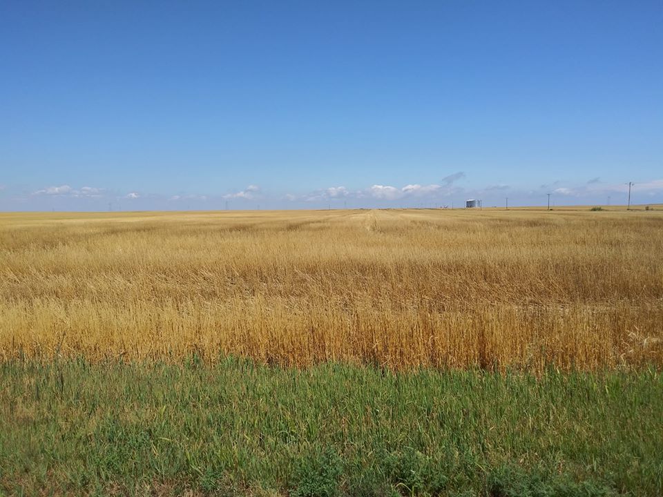 South Dakota Wheat Production Down Substantially This Year