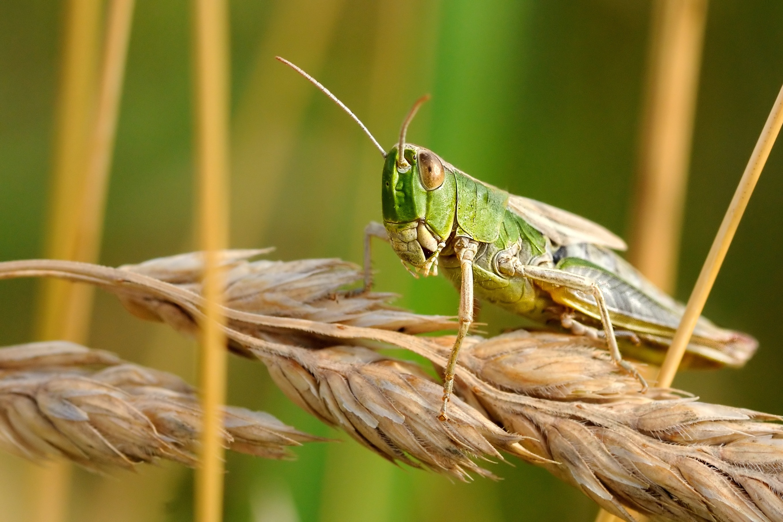 Drought Bringing A Flood Of Grasshoppers To South Dakota