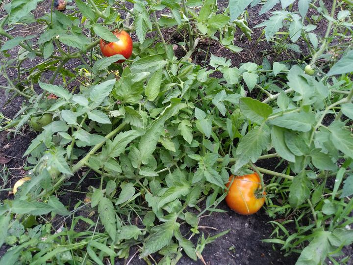 Blossom End Rot Showing Up In Central South Dakota Tomato Plants Again