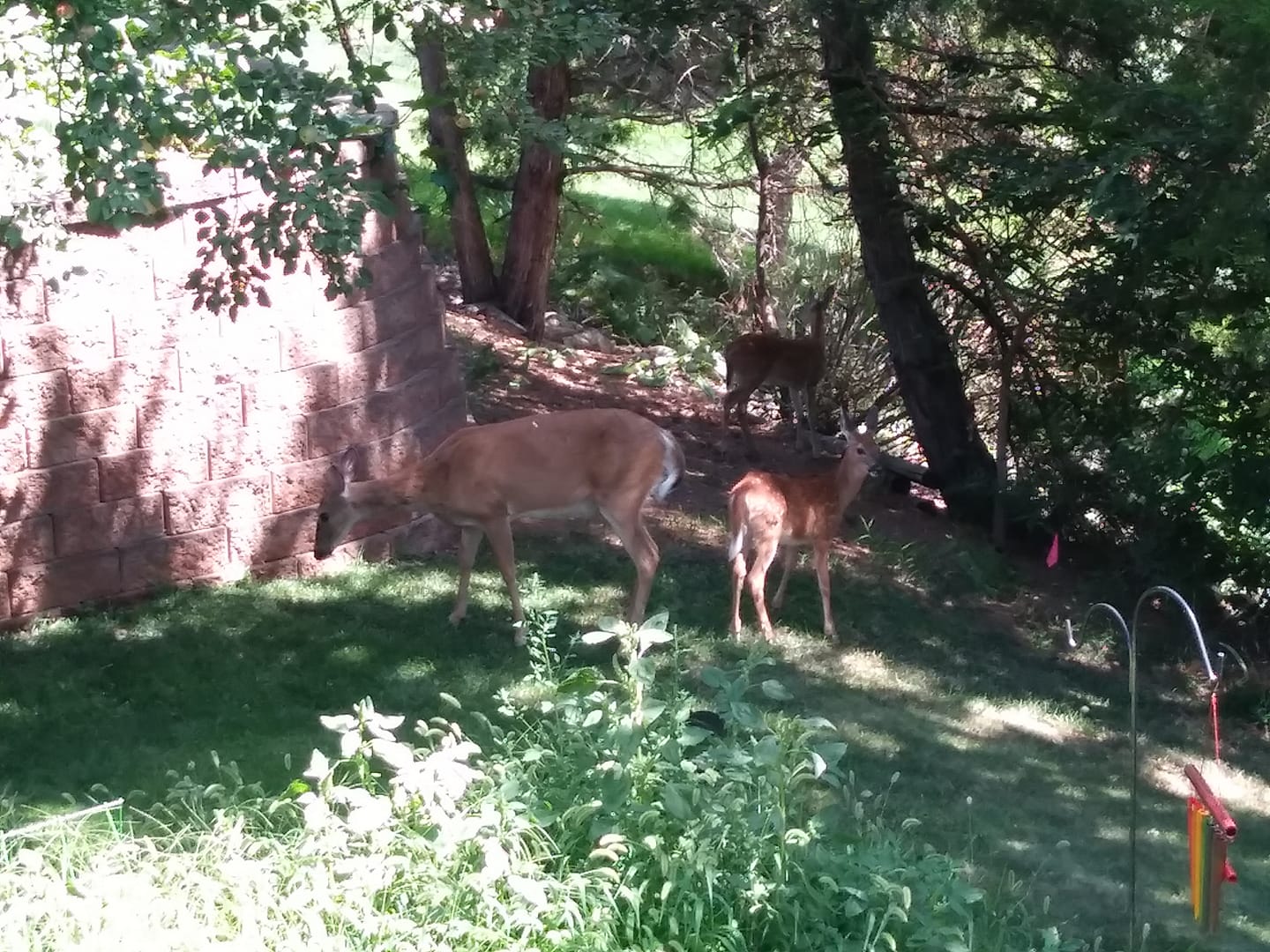 Pierre Deer Management Task Force Says No Urban Deer Harvest Needed In 2022