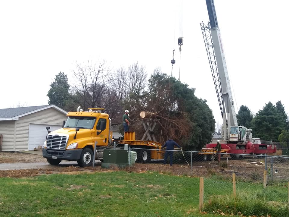 Capitol Christmas Tree Selected From North Huron Avenue Residence In Pierre