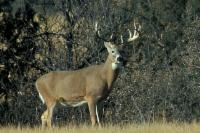 Chronic Wasting Disease Discovered In Stanley County