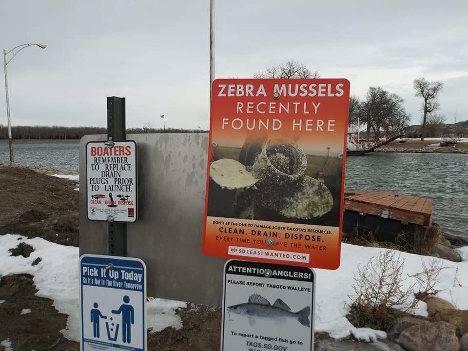 Zebra Mussels Confirmed In Lake Oahe