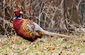 Game, Fish And Parks Commission Hears Update On Pheasant Action Plan