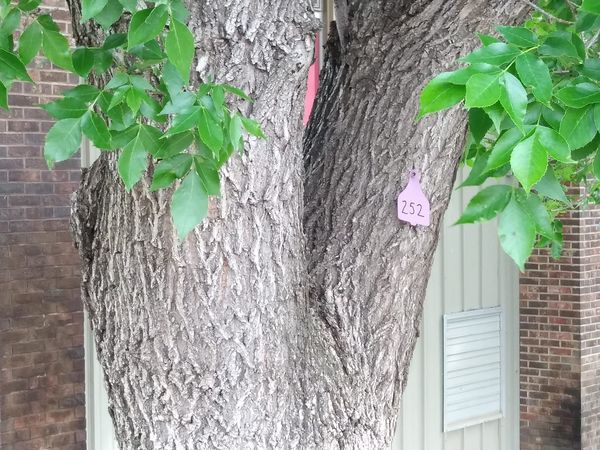 Fort Pierre City Council Rejects Ash Tree Removal Plan For Second Time