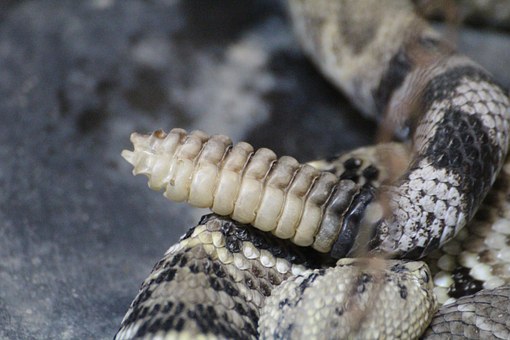 South Dakota NewsWatch Report: Rattlesnake Season Brings Close Calls, Some Bites And Need For Precaution