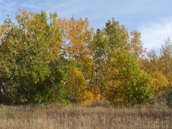 Fall Foliage Tracker Gives Guide To Best Fall Colors In South Dakota State Parks