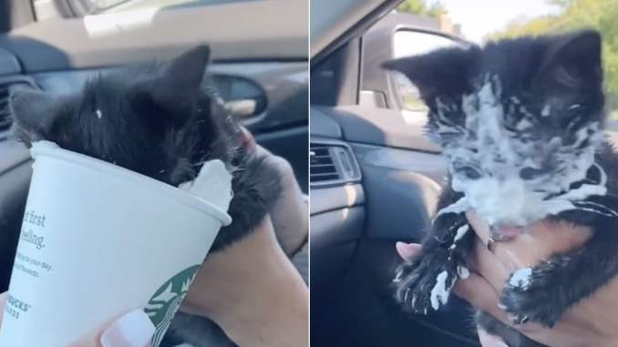 This Kitten Got Starbucks Whipped Cream to Celebrate Being Adopted