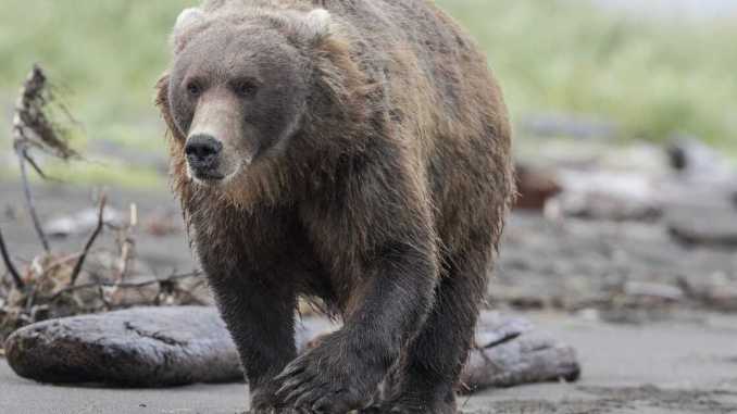 An Alaskan Bear Bit A Woman From Inside An Outhouse Toilet