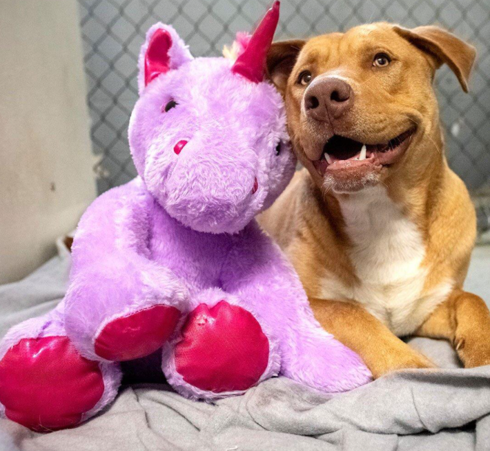 A Dog Who Kept Sneaking into a Dollar General for a Unicorn Toy Gets His Plush and a New Start