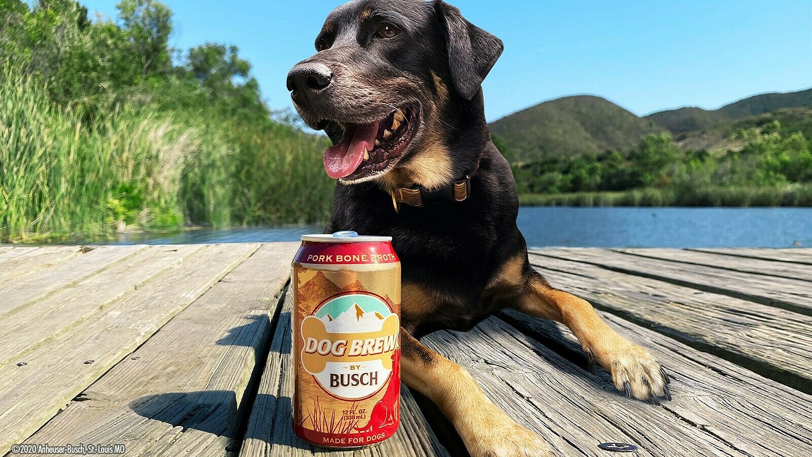 Busch will pay your pup $20,000 to be its official dog beer taster