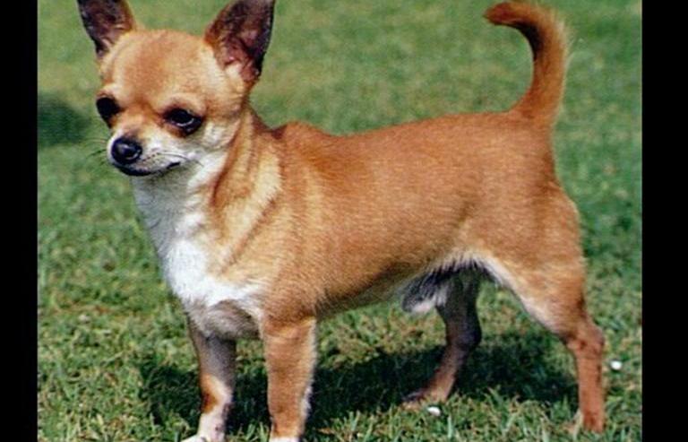 German police revive Chihuahua