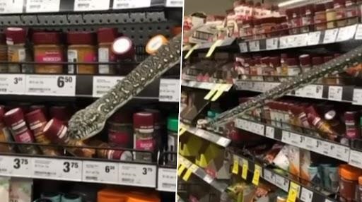 Snakes on a shelf: Massive python surprises shoppers at supermarket