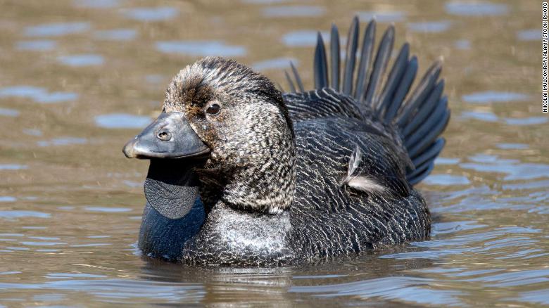 You bloody fool’: Duck mimics human sound