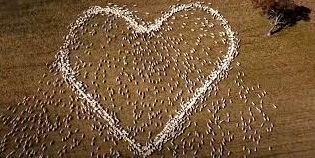 Farmer honors his late aunt by forming a heart with a sheep flock