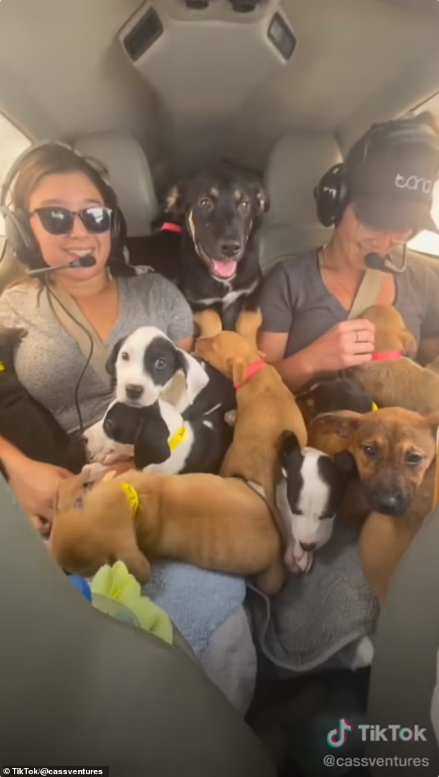 Animal lovers cram small plane with 27 puppies and fly them from Alabama to Florida to save the dogs from being euthanized