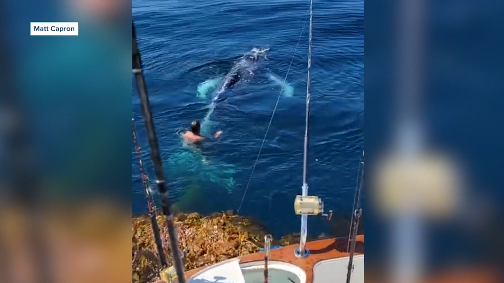 San Diego fisherman frees whale tangled in lobster trap