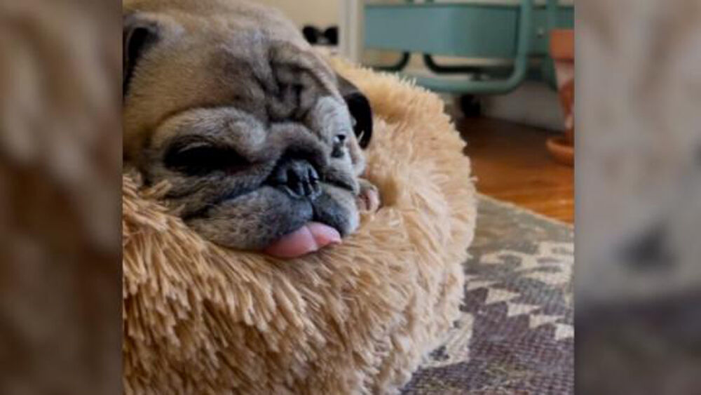 Noodle the pug’s ‘Bones or No Bones’ routine decides what kind of day millions of people will have