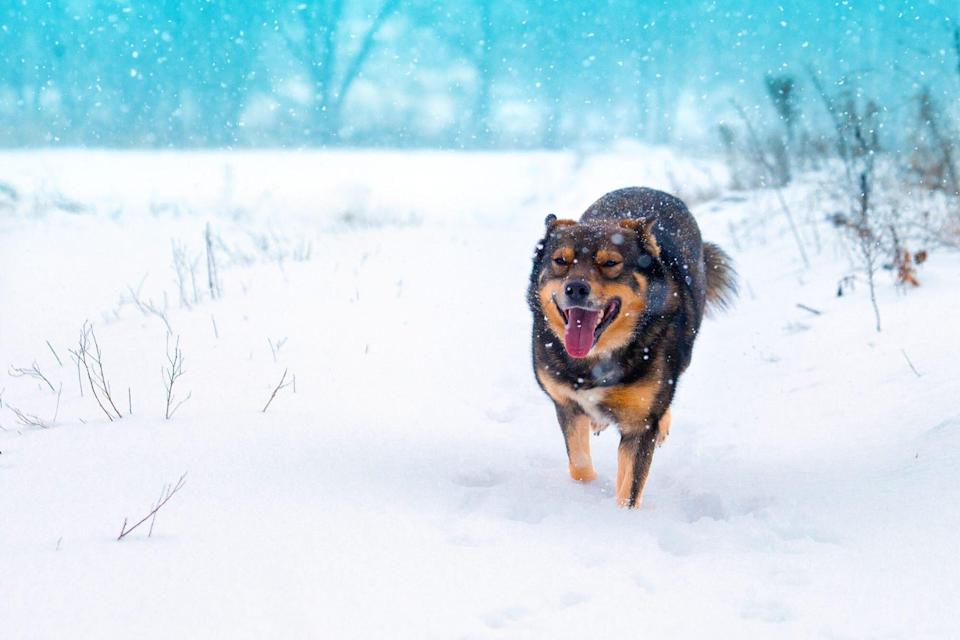 Missing Girl Hugs Stray Dog for 18 Hours To Survive Blizzard