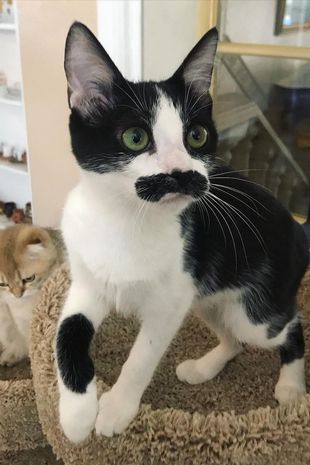 Moustached cat who ‘looks like Freddie Mercury’ is capturing people’s hearts