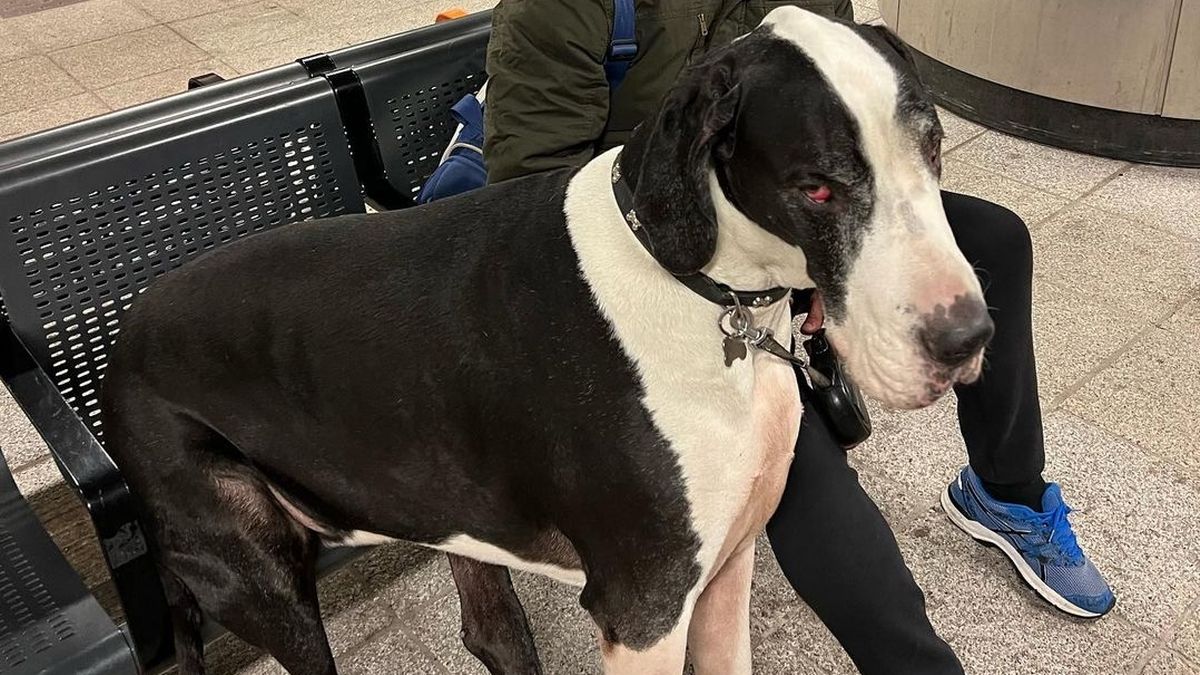London’s ‘biggest dog’ is 6ft and weighs 15st – but often gets mistaken for cow
