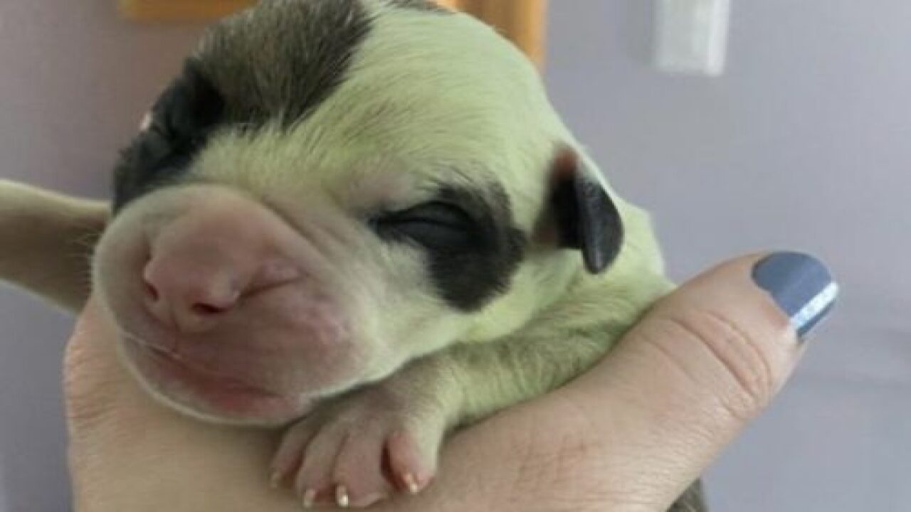 Bulldog Gives Birth To Bright Green Puppy