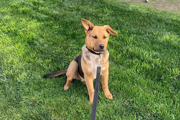 Family on Road Trip Rescues Puppy Abandoned in Arizona Desert 26 Miles from Nearest Town