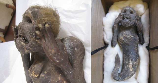 Mystery of mummified ‘mermaid’ with human face and fish tail will finally be resolved