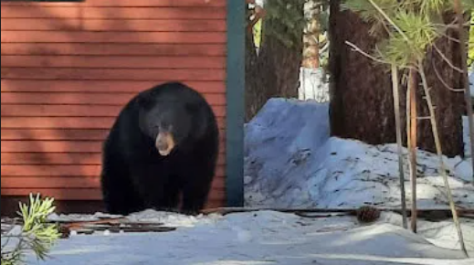 5 bears found hibernating under Lake Tahoe home