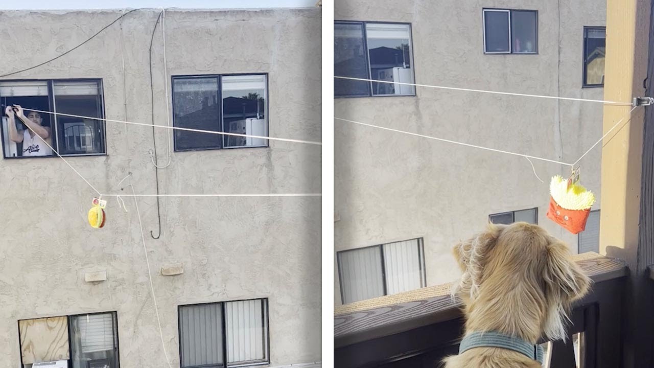 Golden Makes Friends With His Neighbor On The Opposite Balcony 