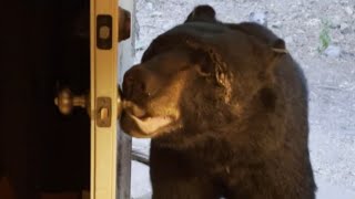 Mannerly bear opens and closes front door