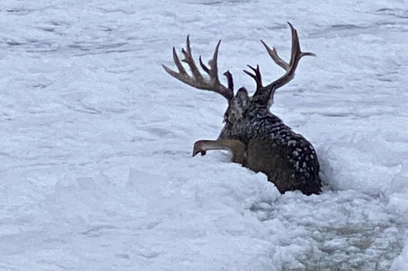 Large buck rescued after calling through ice in Minnesota river