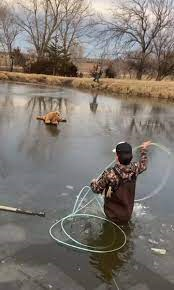 OKLAHOMA ICE RESCUE: 16-YEAR-OLD RESCUES CALF STUCK ON FROZEN POND