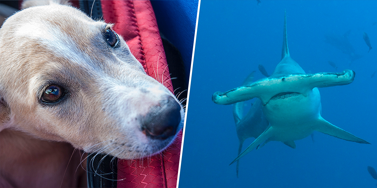 Brave or lucky? See the moment a dog took on a hammerhead shark