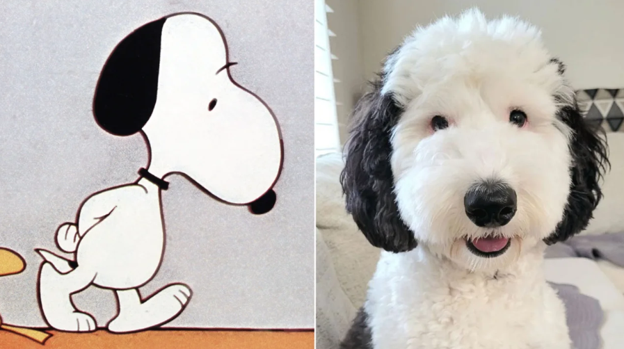 Snoopy is real! Meet Bayley, the cartoon dog’s doppelganger