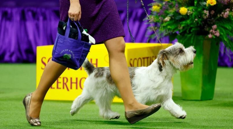 Buddy Holly, the petit basset griffon Vendéen, wins best in show at Westminster Dog Show