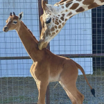 A rare baby giraffe was born without spots
