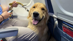 Puppies get trained at Detroit airport to be future assistance dogs