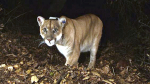 How a lonely mountain lion led to the creation of the world’s largest wildlife overpass