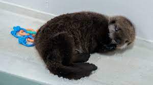 A sea otter pup found alone in Alaska has a new home at Chicago’s Shedd Aquarium