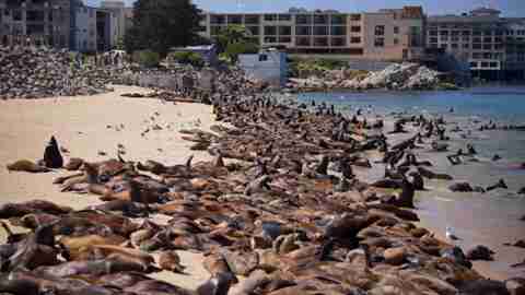 Sea lions take over popular California tourist beach