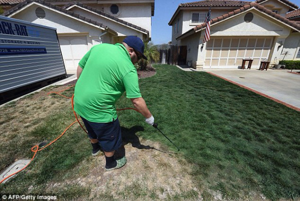 En California pintan la grama para disimular la sequía