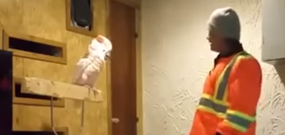 This Bird Swears Like a Sailor and Sounds Like My Wife [VIDEO-NSFW]