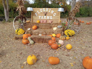 FLUSHING FARMS – Steve Driver and the corn maze!
