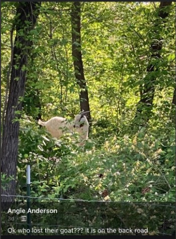 Another Goat On the Run in Mexico, MO